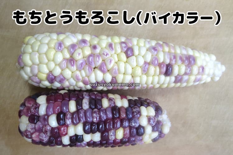 もちとうもろこし（バイカラー）