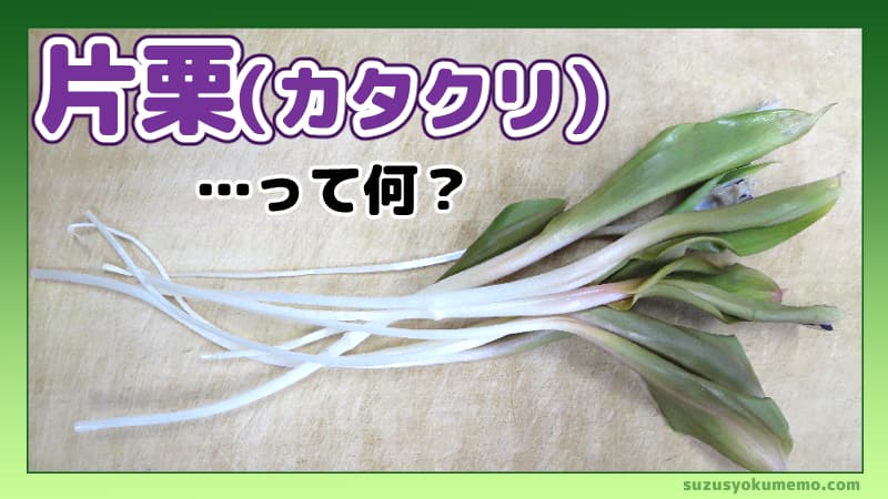 片栗（カタクリ）って何？