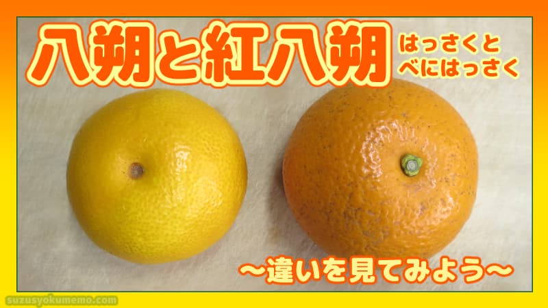 八朔と紅八朔の違い