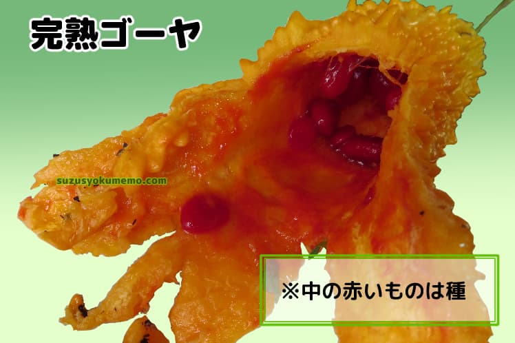 完熟ゴーヤの中身