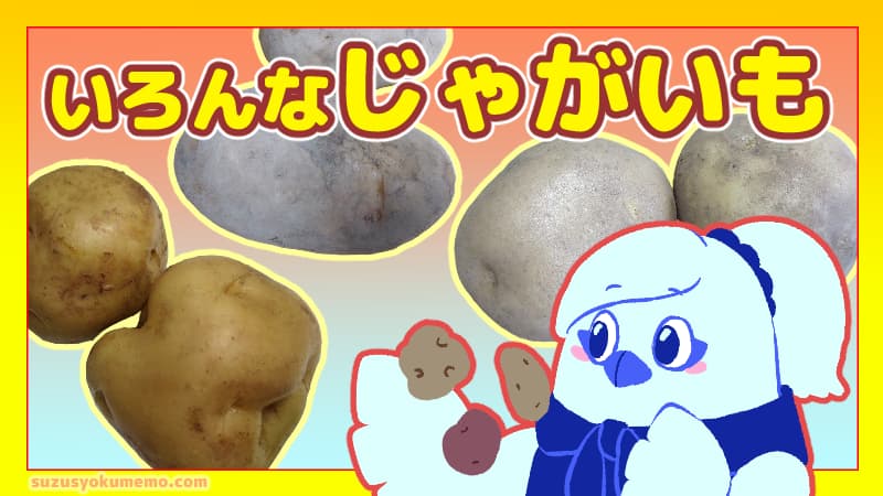 じゃがいもの種類について